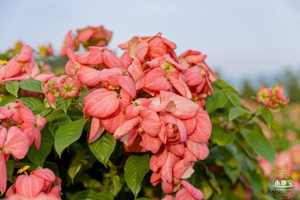 流花山花海