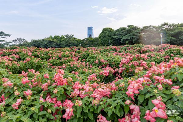 流花山花海