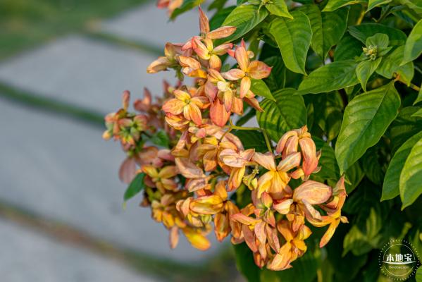 流花山花海