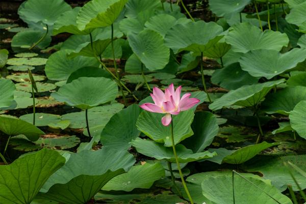 荷花