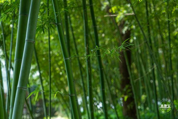 鲁迅公园