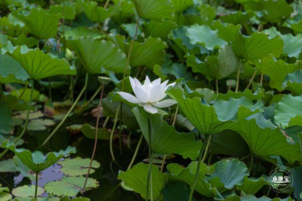 醉白池