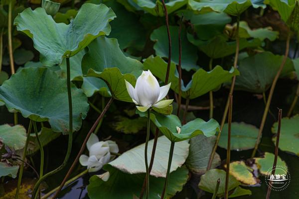 醉白池