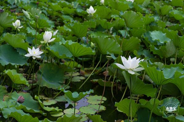 醉白池