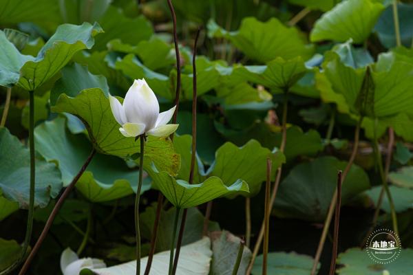 醉白池
