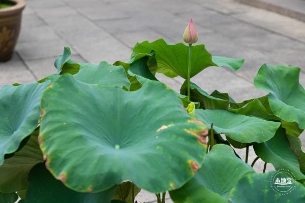 醉白池