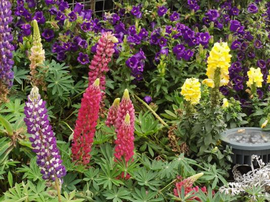 上海花展徐汇分会场