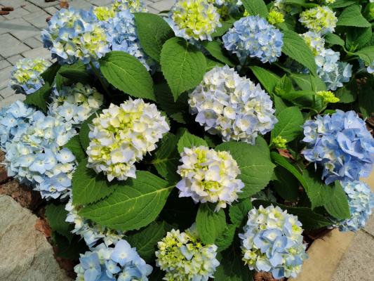 上海花展徐汇分会场