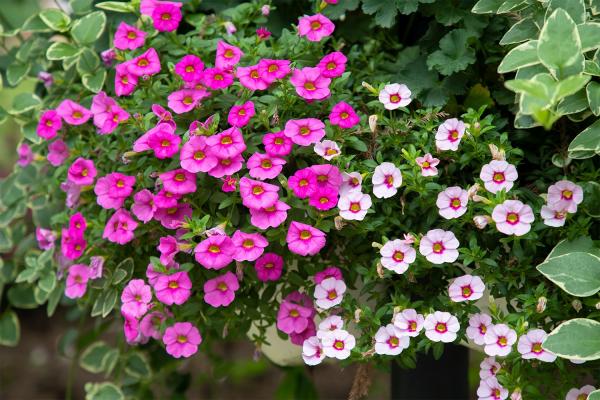 上海花展