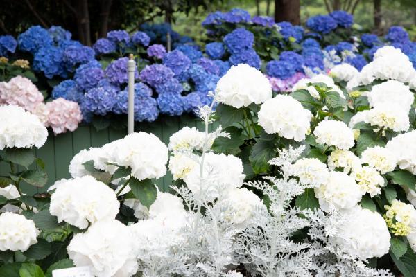 上海花展