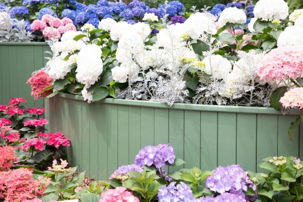 上海花展