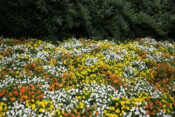 上海花展