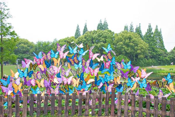 上海花展