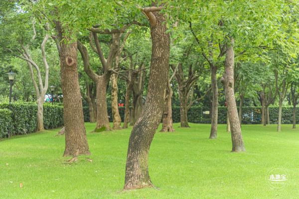 城市草坪音乐广场