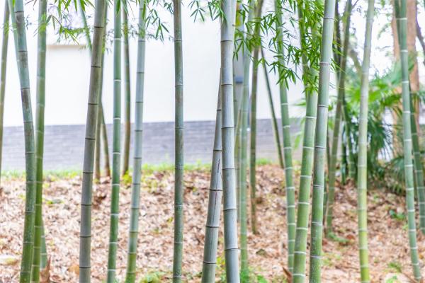 佘山森林公园