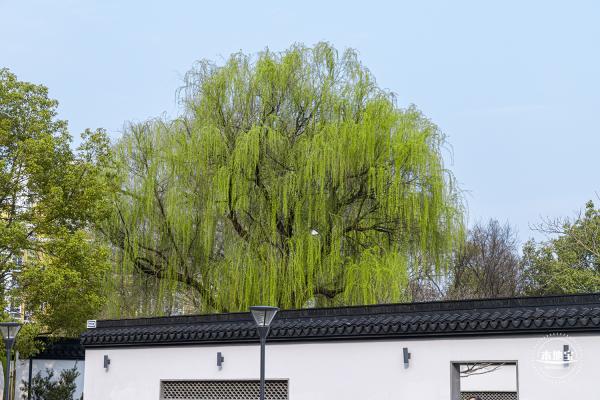 闸北公园