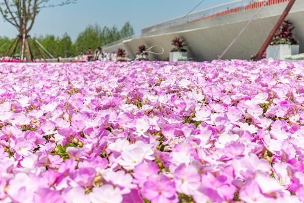 花卉博览会