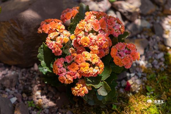 花卉博览会