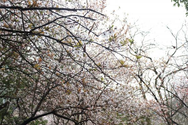 贵阳黔灵山公园