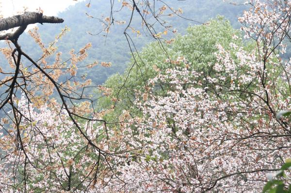 贵阳黔灵山公园