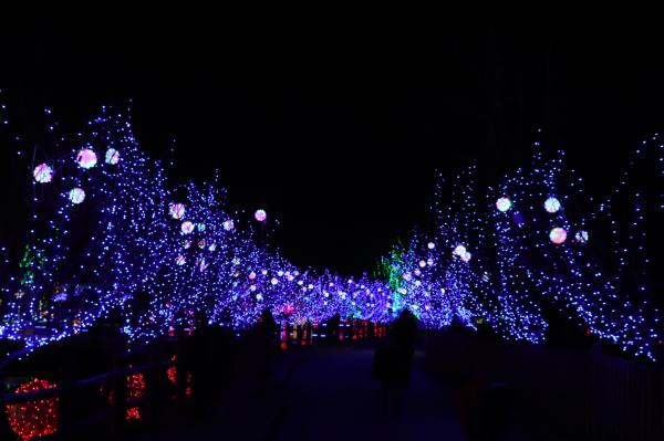 杭州江月园国际灯会