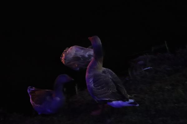 杭州江月园国际灯会