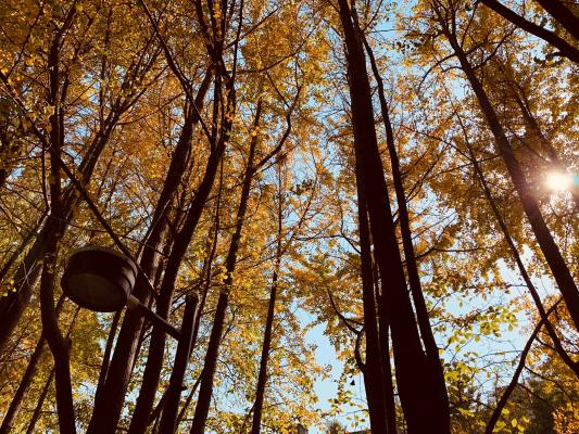 杭州朝晖公园银杏