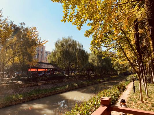 杭州朝晖公园银杏