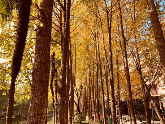 杭州朝晖公园银杏