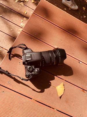 杭州朝晖公园银杏