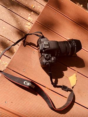 杭州朝晖公园银杏