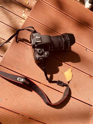 杭州朝晖公园银杏