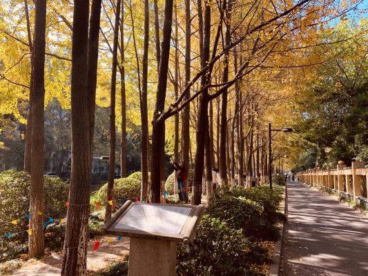 杭州朝晖公园银杏