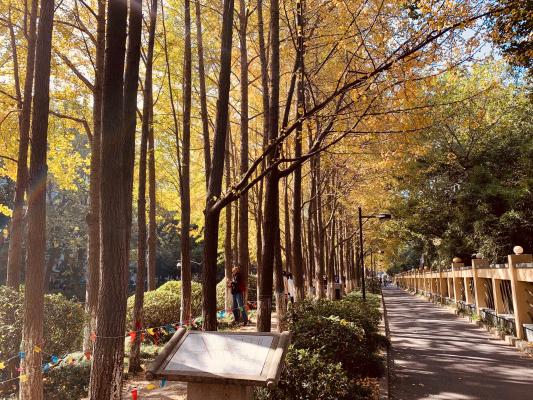 杭州朝晖公园银杏