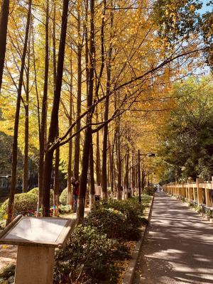 杭州朝晖公园银杏