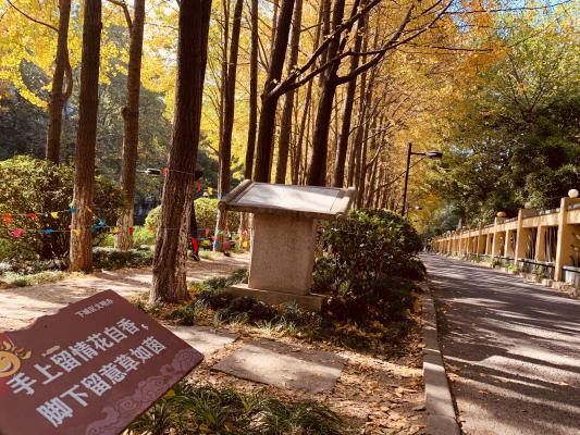 杭州朝晖公园银杏