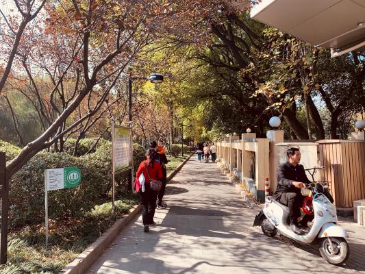 杭州朝晖公园银杏