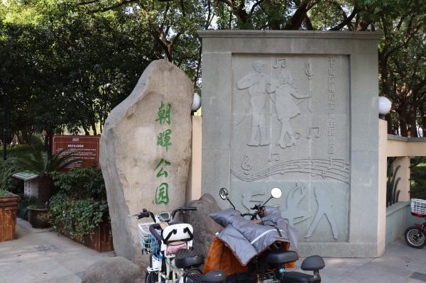 杭州朝晖公园银杏