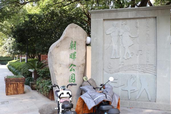 杭州朝晖公园银杏