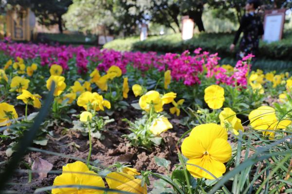 杭州朝晖公园银杏