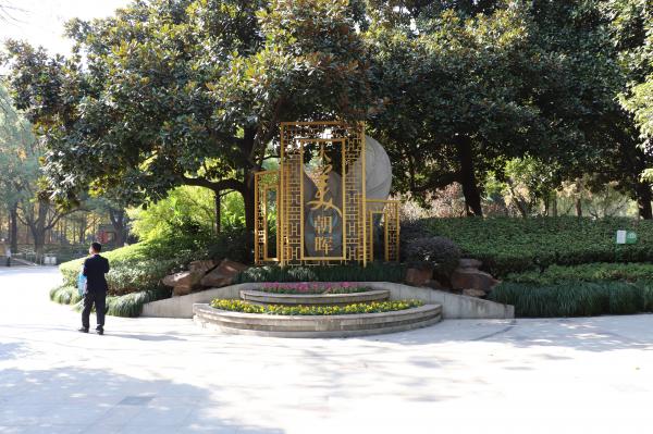 杭州朝晖公园银杏