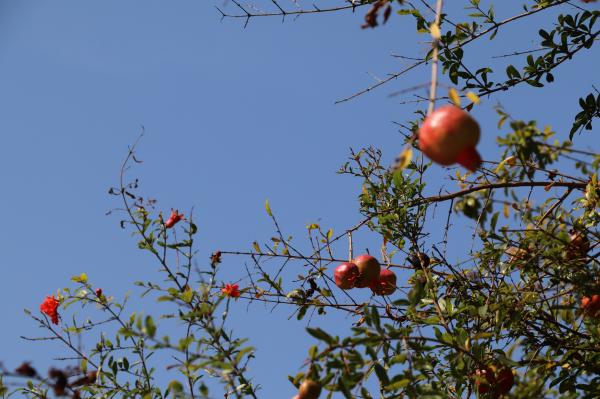杭州朝晖公园银杏