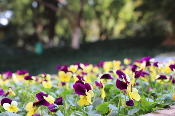 杭州朝晖公园银杏