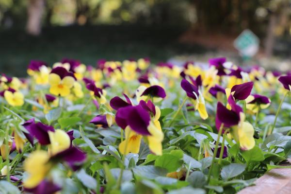 杭州朝晖公园银杏