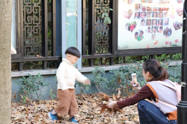 杭州朝晖公园银杏