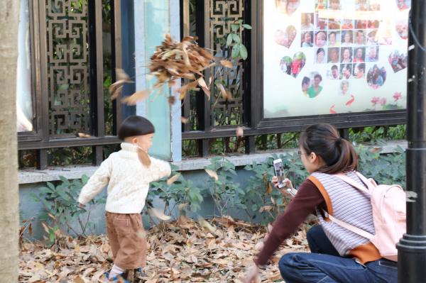 杭州朝晖公园银杏