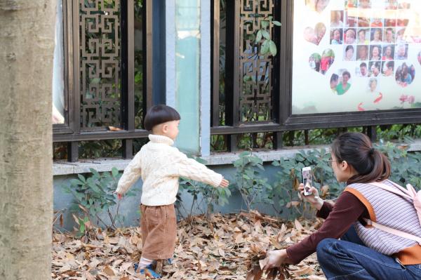 杭州朝晖公园银杏