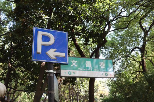 杭州朝晖公园银杏