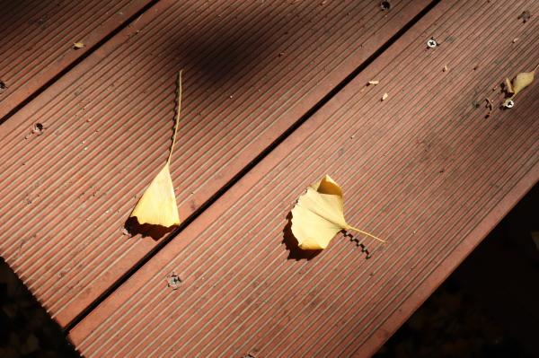 杭州朝晖公园银杏