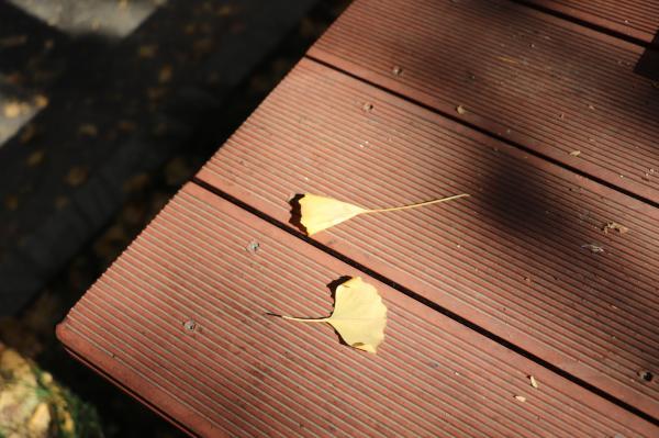 杭州朝晖公园银杏